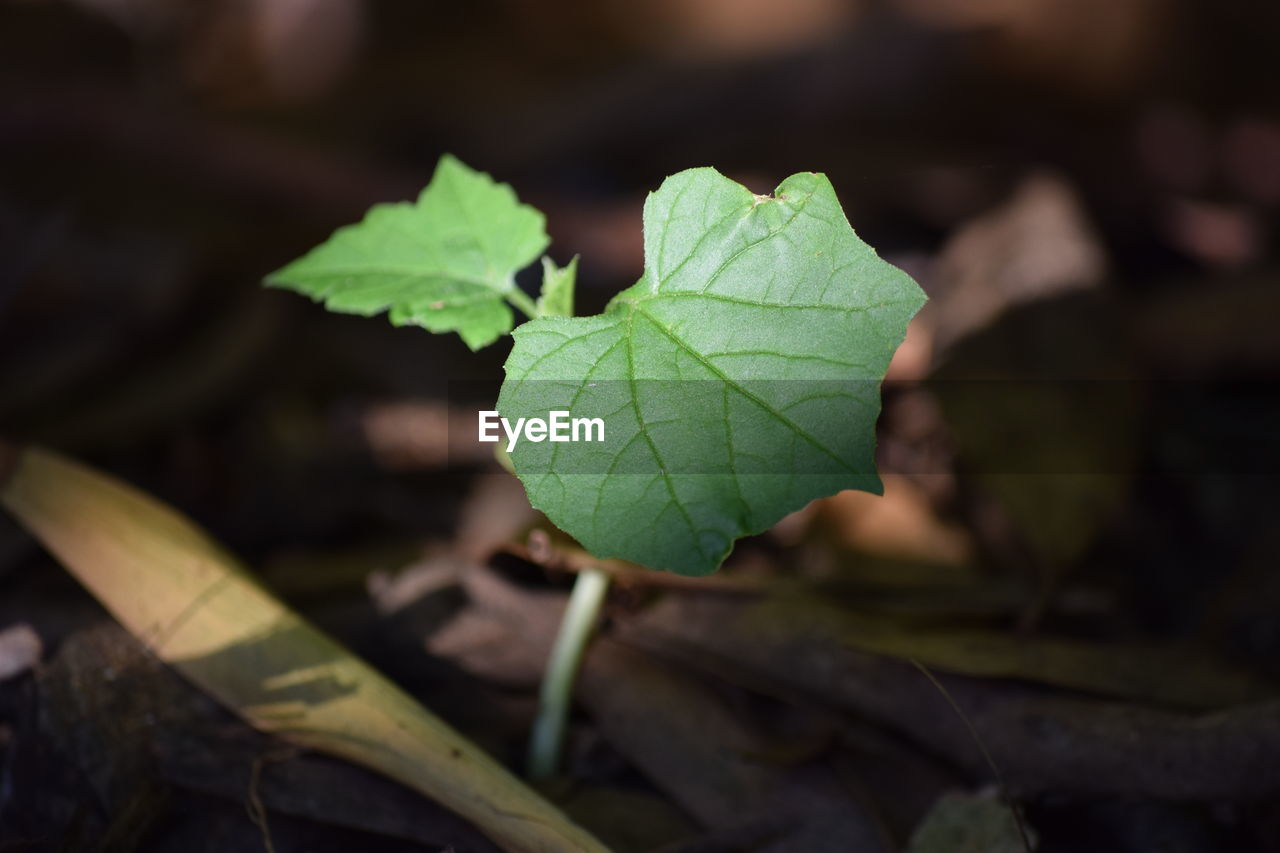 Close-up of plant leaves on land