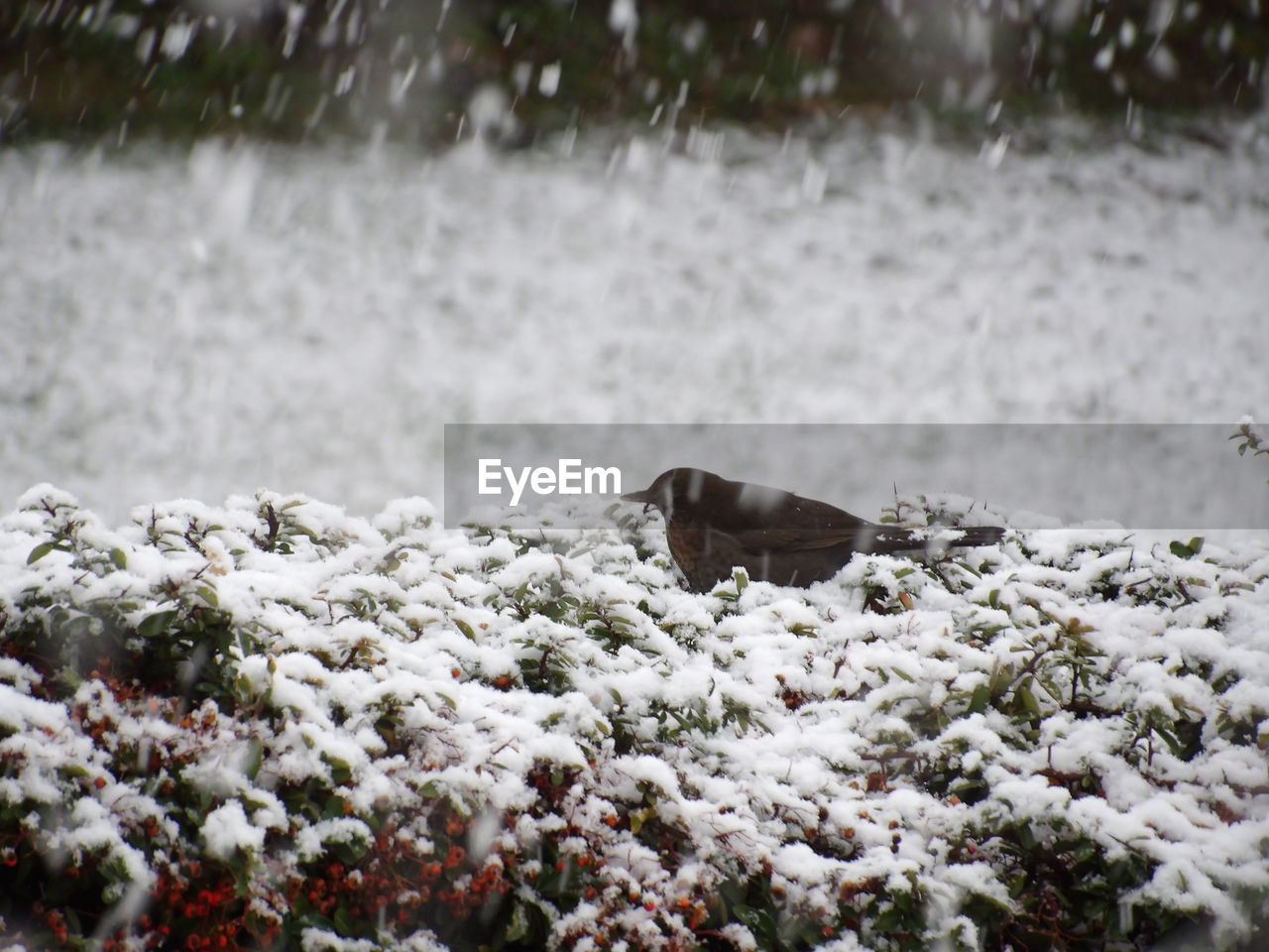 One beige black female corvus full length under snow weather condition