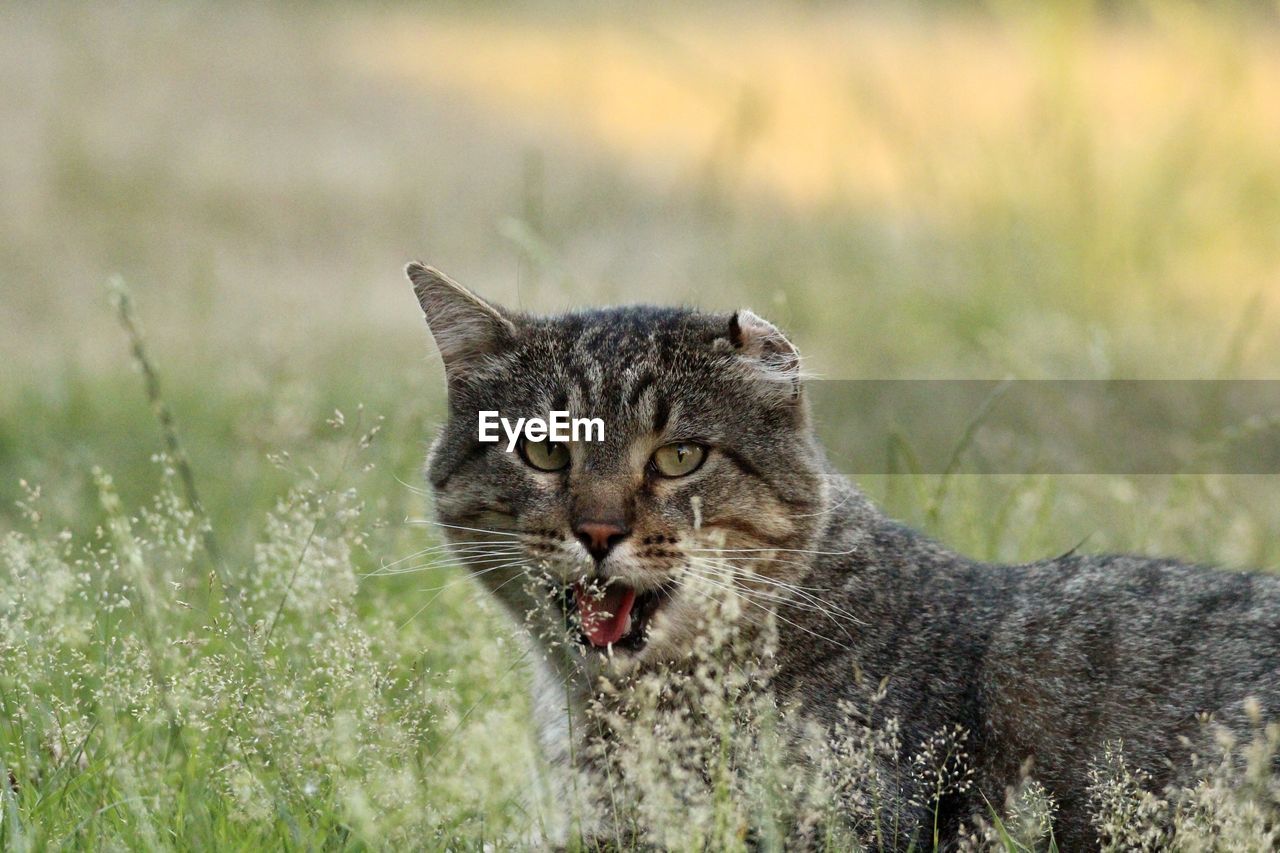 CLOSE-UP PORTRAIT OF A CAT ON GRASS