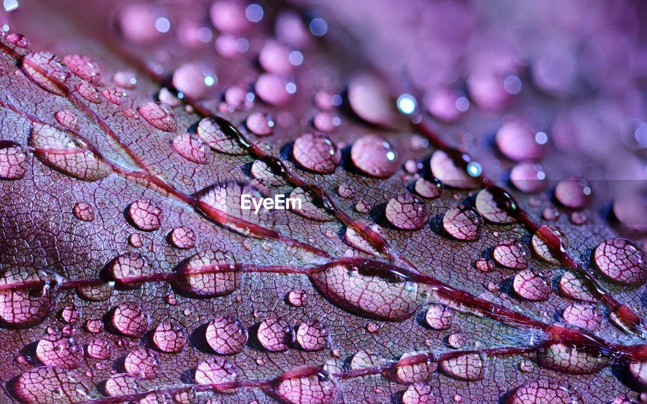 drop, water, wet, close-up, dew, flower, nature, purple, no people, macro photography, backgrounds, full frame, petal, moisture, leaf, magnification, pink, plant, beauty in nature, freshness, outdoors, plant part, selective focus, growth, rain, macro, extreme close-up, raindrop