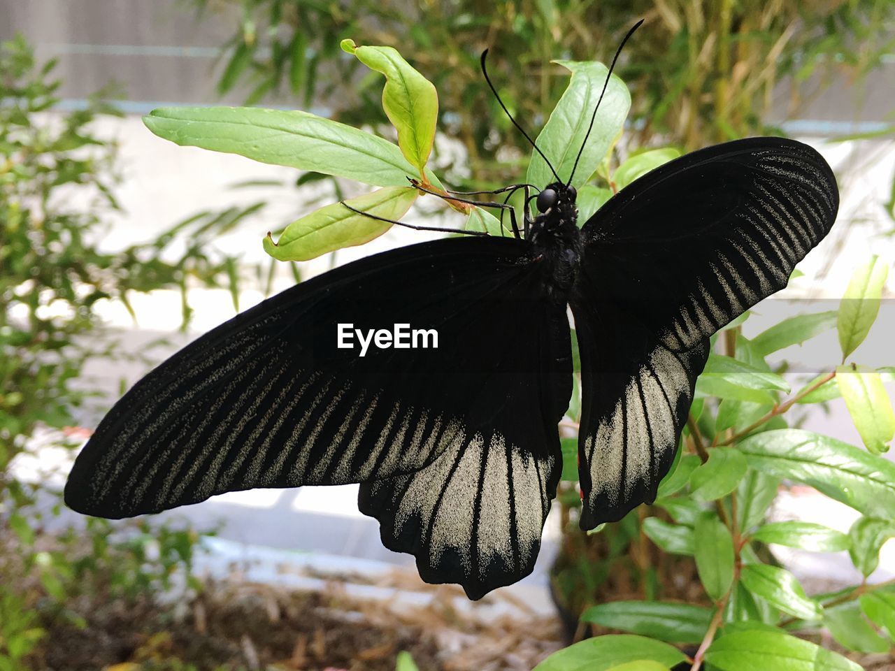 BUTTERFLY ON PLANT