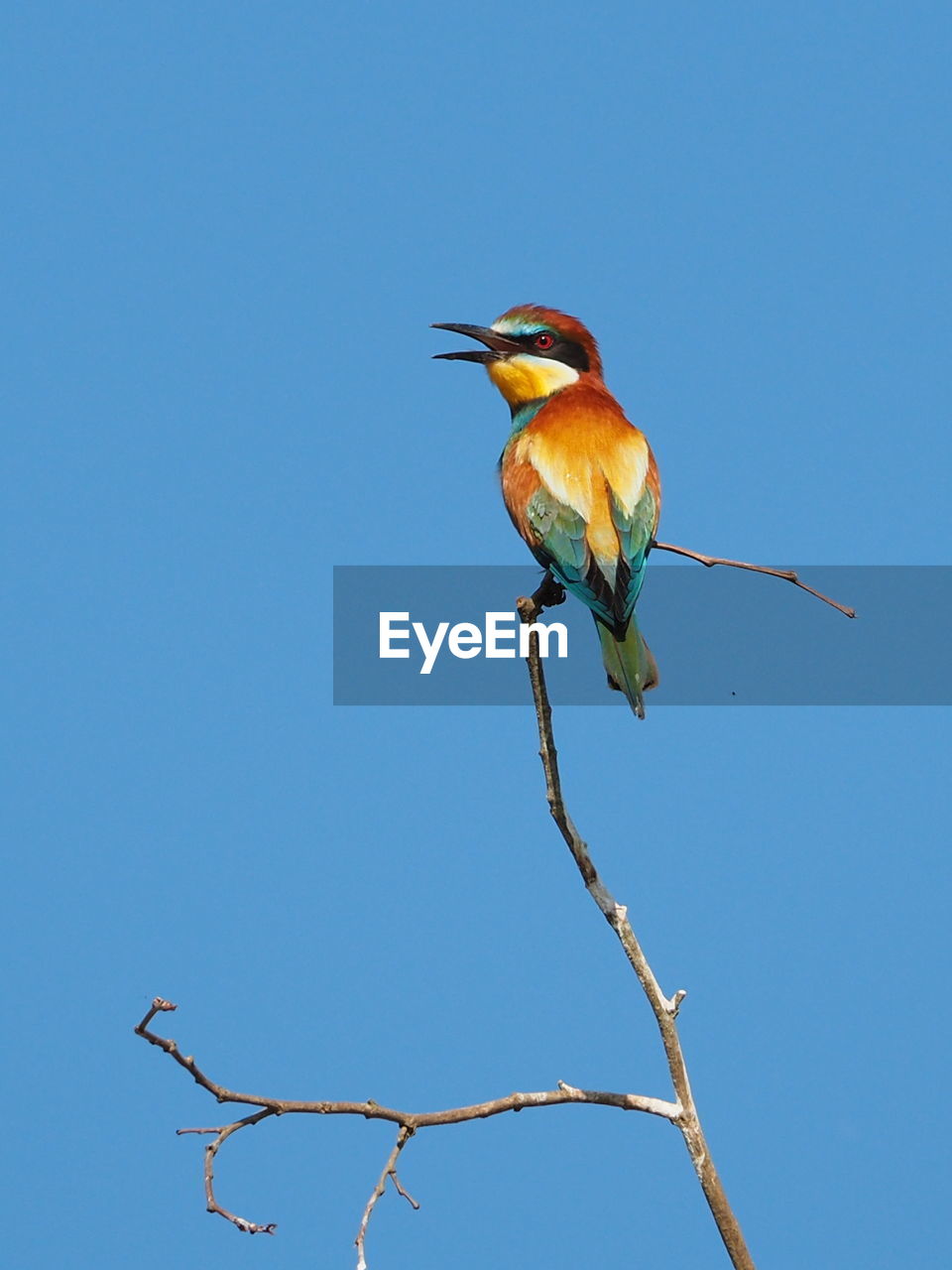 Close-up of bird perching on branch against clear blue sky. european bee-keeper.