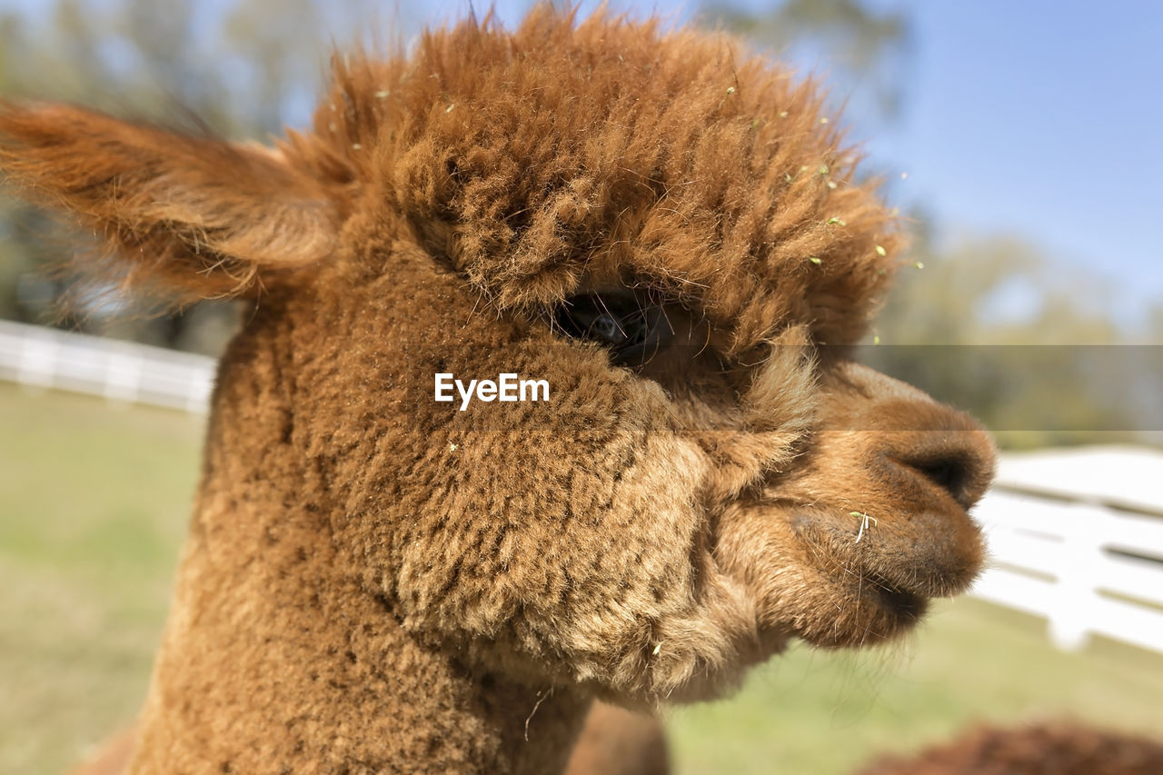 Close up of young brown huachaya alpaca's head in profile at farm