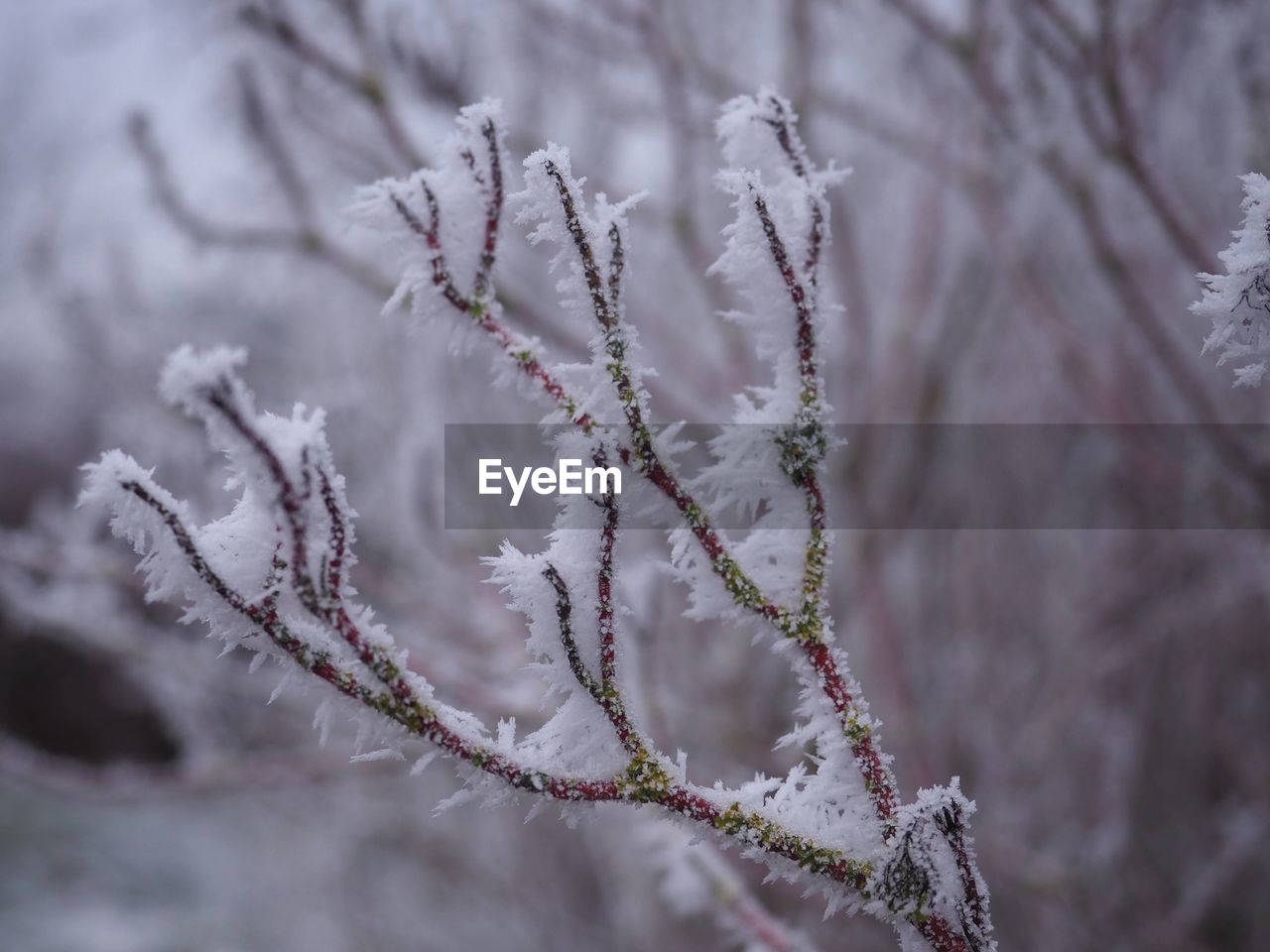 frost, winter, plant, freezing, cold temperature, snow, tree, nature, branch, beauty in nature, frozen, no people, close-up, ice, flower, twig, leaf, environment, growth, coniferous tree, tranquility, outdoors, pinaceae, focus on foreground, land, plant stem, forest, day, macro photography, selective focus, pine tree, white, freshness