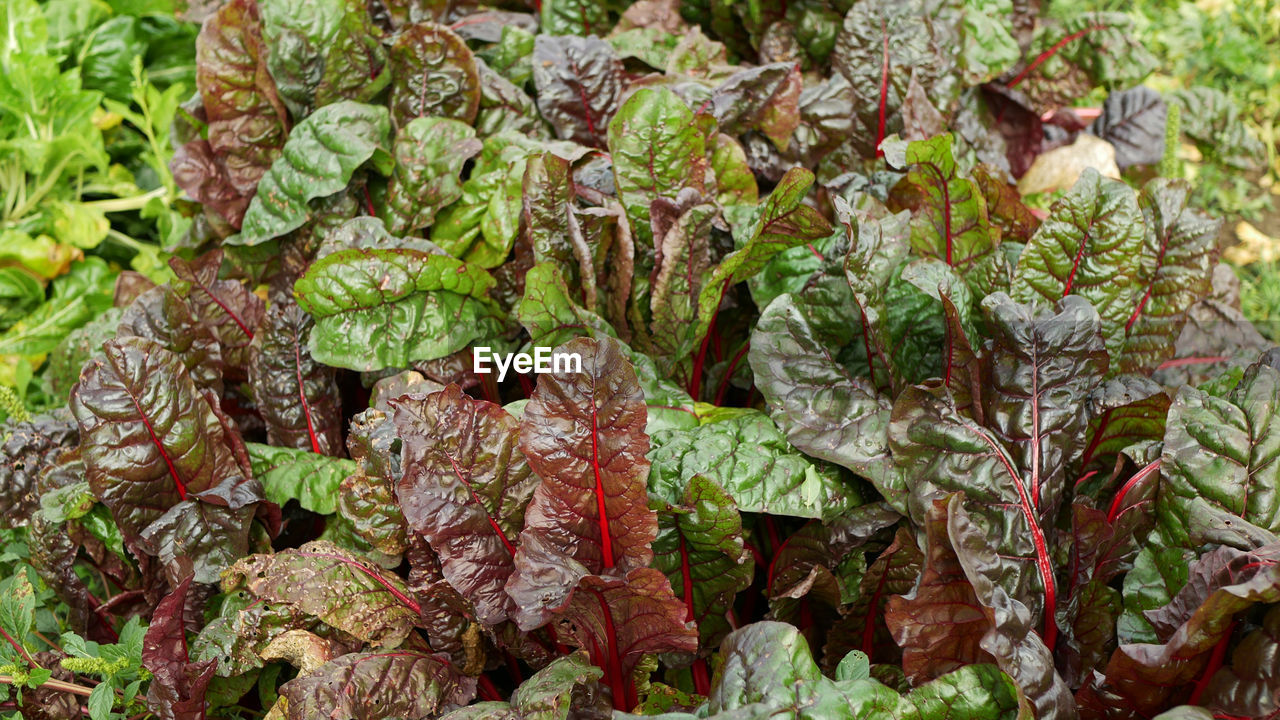 full frame shot of fresh green leaves