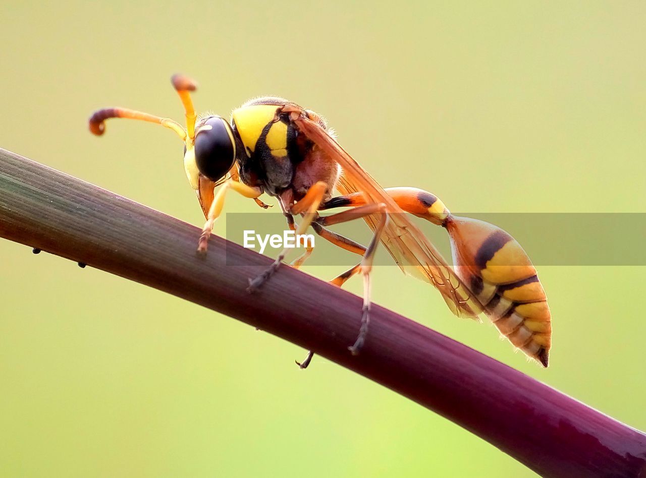 CLOSE-UP OF INSECT PERCHING ON OUTDOORS