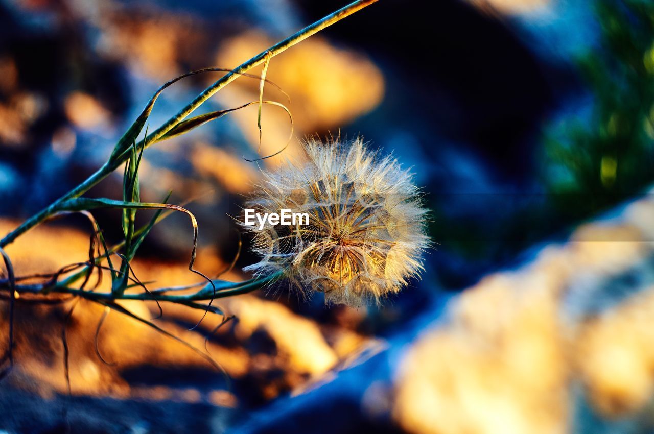 CLOSE-UP OF DRY DANDELION