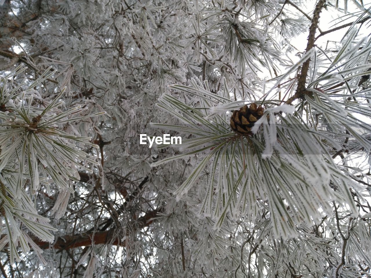 CLOSE-UP OF SNOW ON TREE
