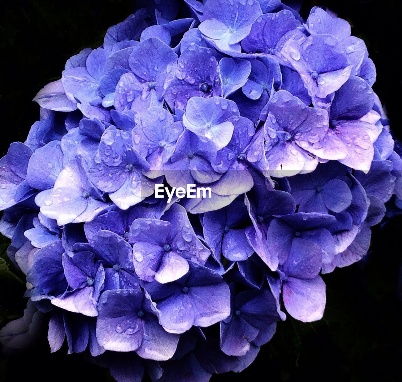 Close-up of wet purple hydrangea blooming in park