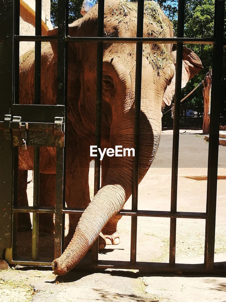 Elephant in zoo