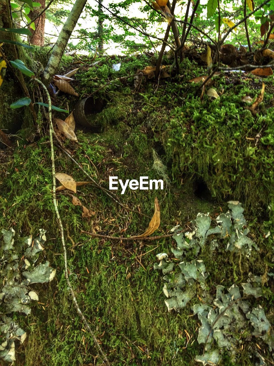 VIEW OF TREES IN FOREST