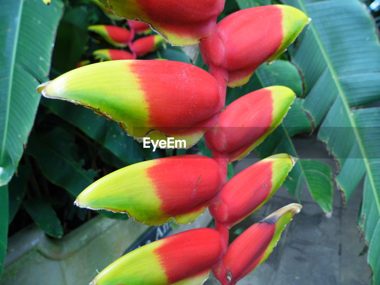 CLOSE-UP OF FRESH FRUITS