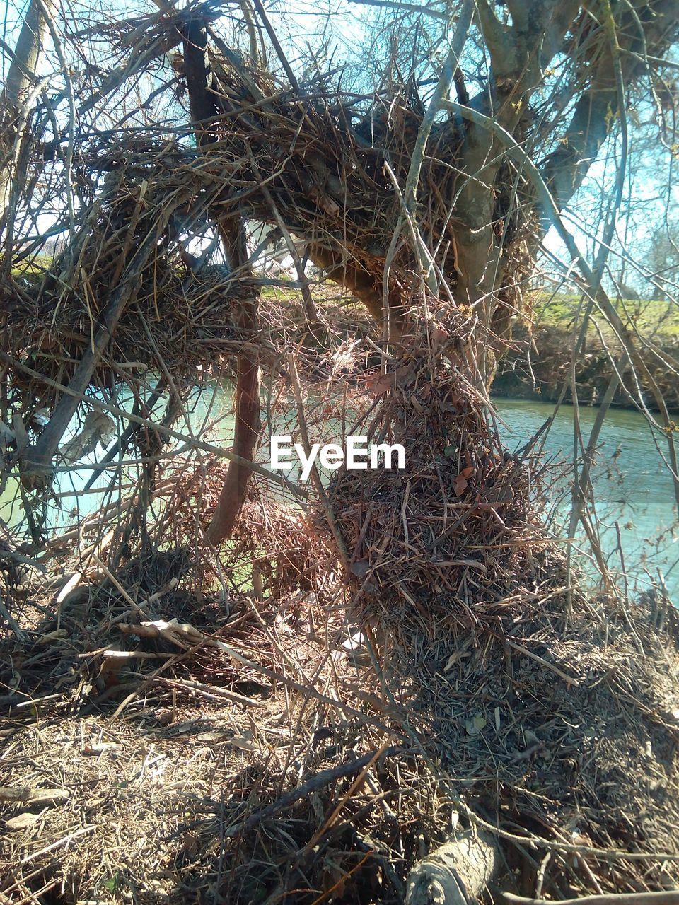 VIEW OF TREES IN WATER