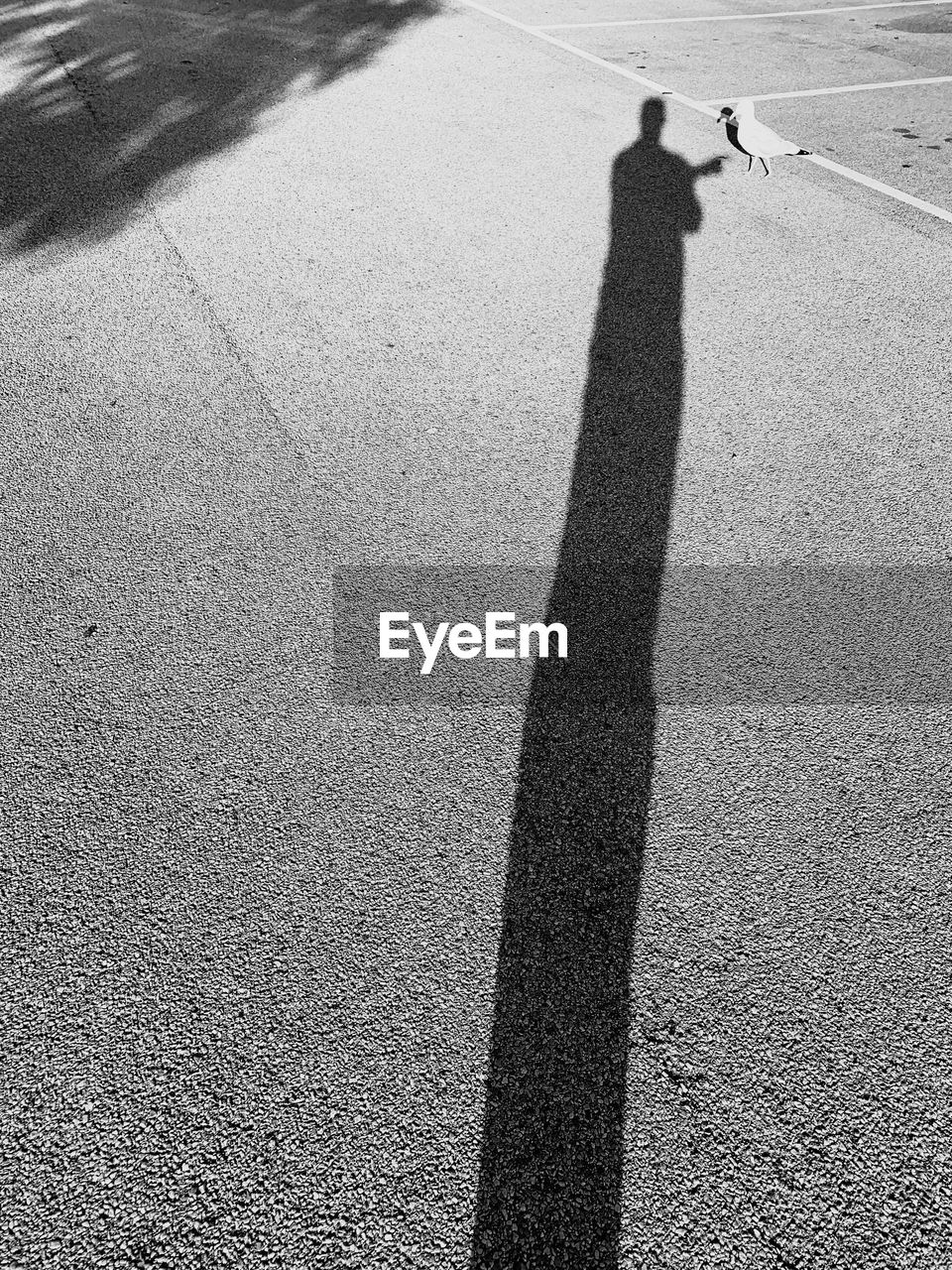 Shadow of man on road