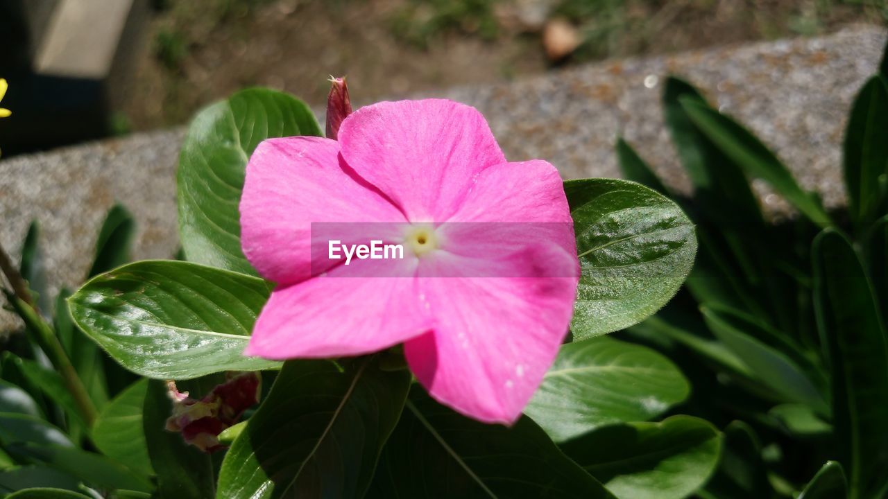 HIGH ANGLE VIEW OF PINK FLOWER BLOOMING IN PARK