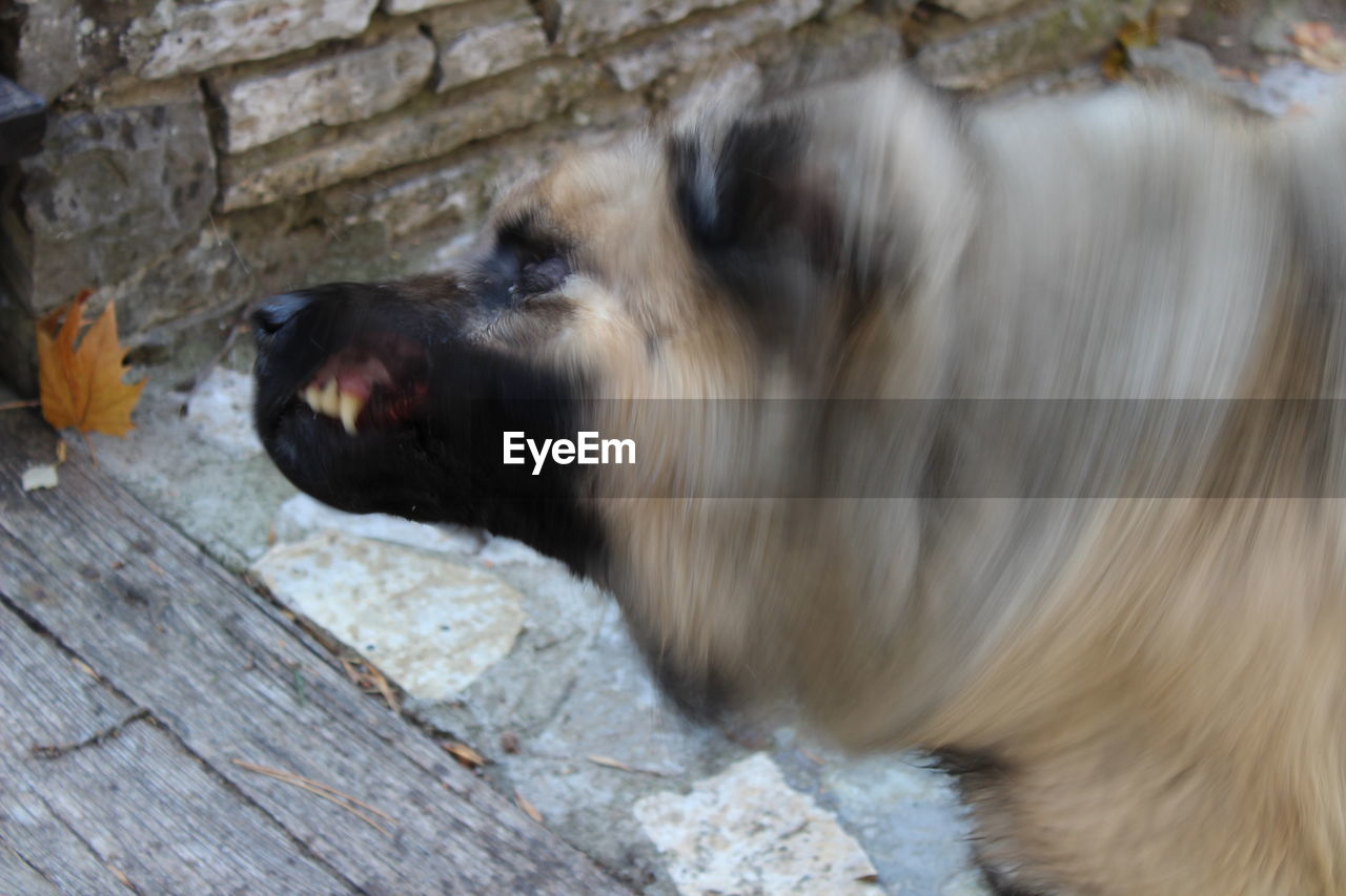 CLOSE-UP OF DOG ON STONE WALL