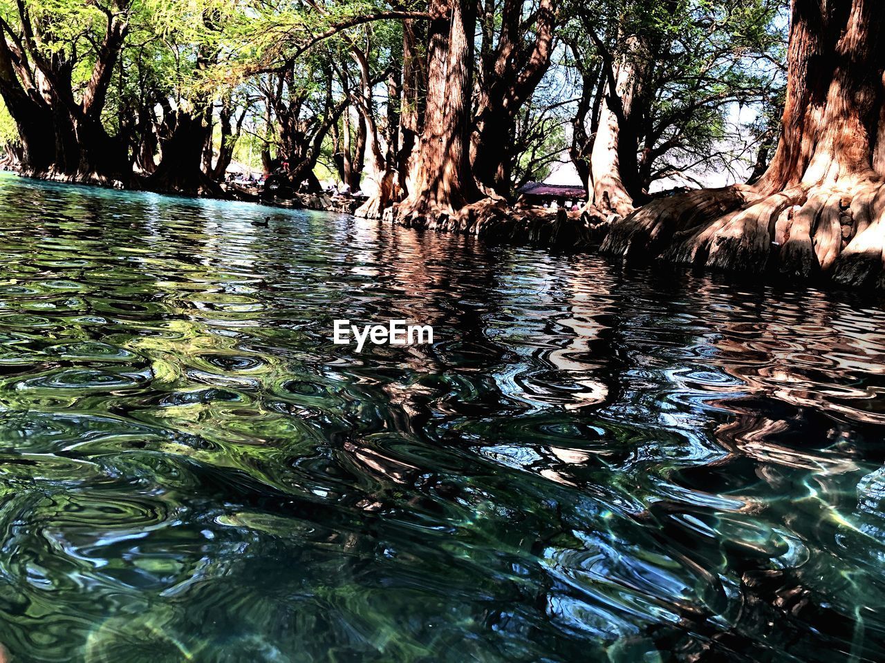 TREES GROWING IN LAKE