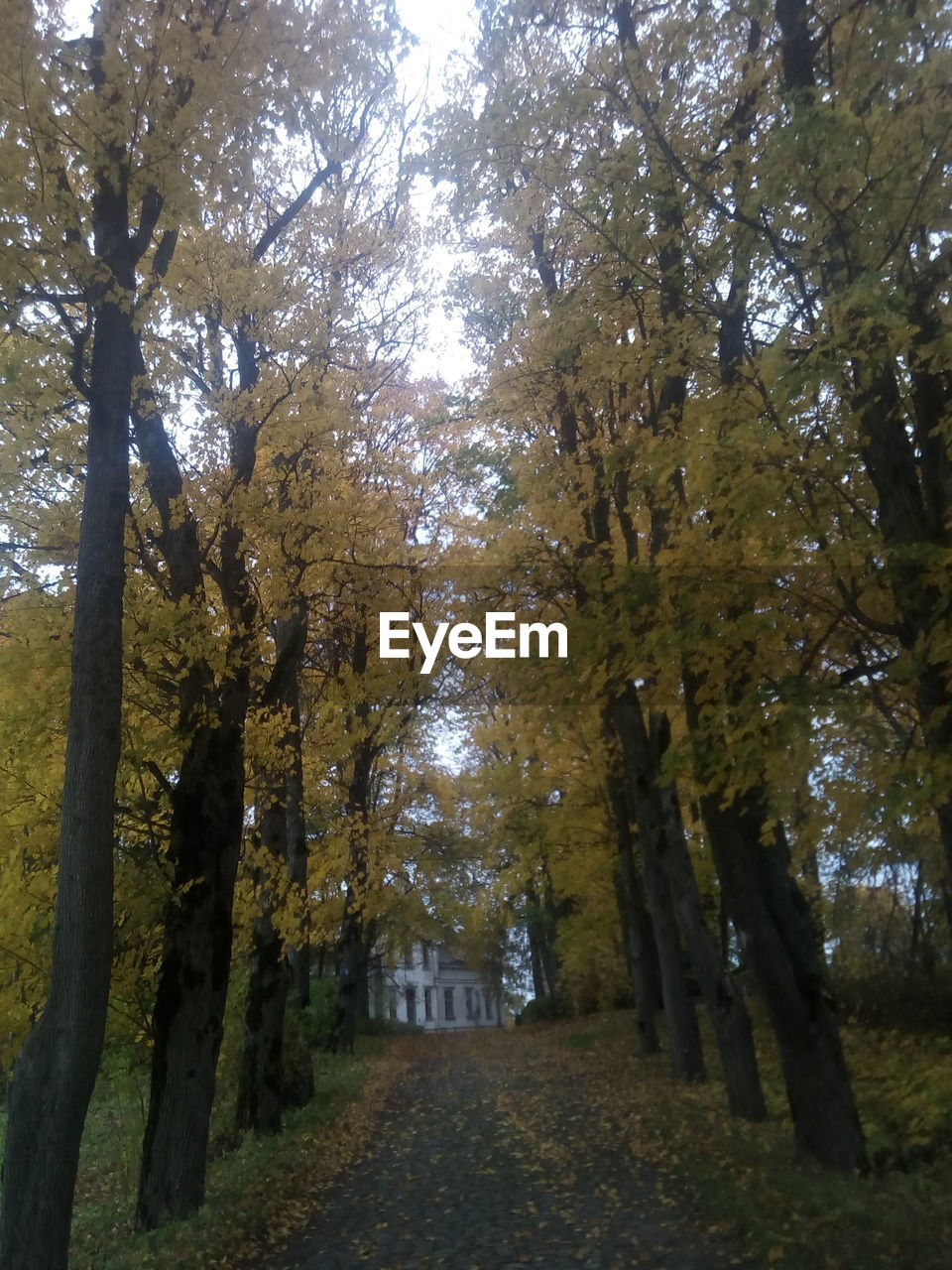 TREES IN FOREST DURING AUTUMN