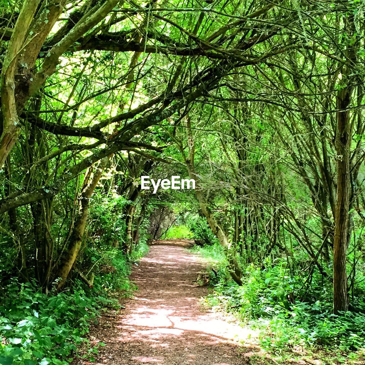 NARROW WALKWAY ALONG TREES IN PARK