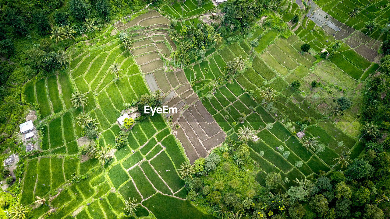 High angle view of agricultural field