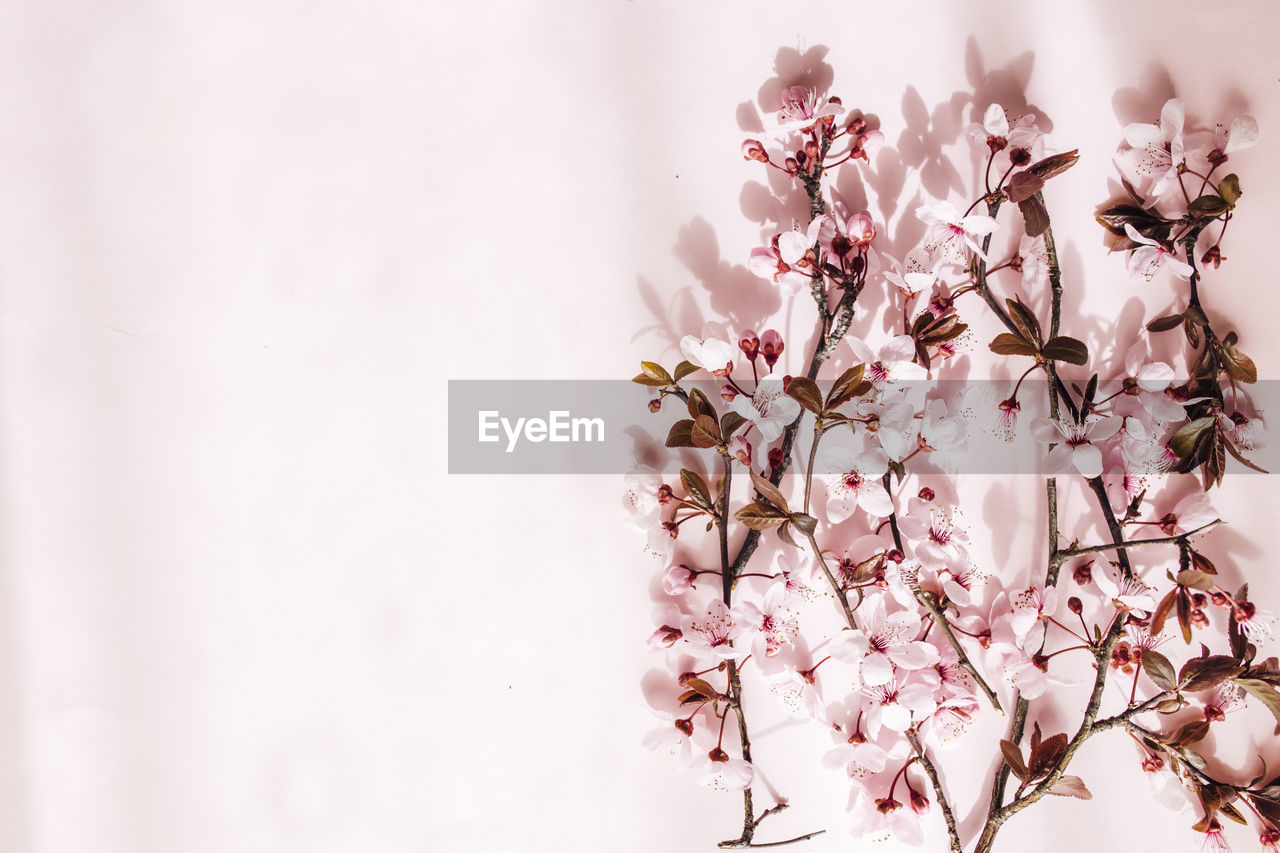 plant, pink, flower, flowering plant, spring, beauty in nature, blossom, tree, freshness, springtime, fragility, branch, nature, cherry blossom, growth, petal, no people, close-up, outdoors, copy space, macro photography, cherry tree, tranquility, flower head, twig, inflorescence, white, day, pastel colored, selective focus, backgrounds