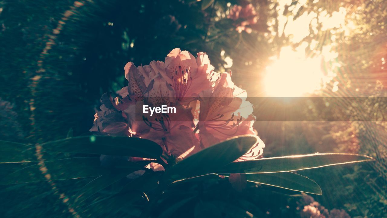 CLOSE-UP OF FLOWERING PLANT AGAINST SUN