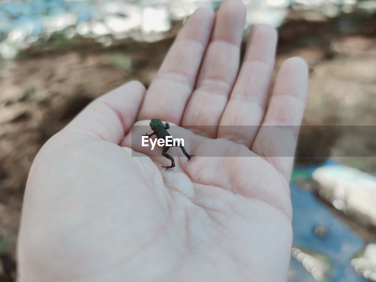 Close-up of hand holding small frog