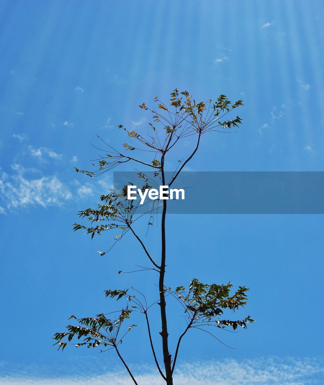 LOW ANGLE VIEW OF TREE AGAINST SKY