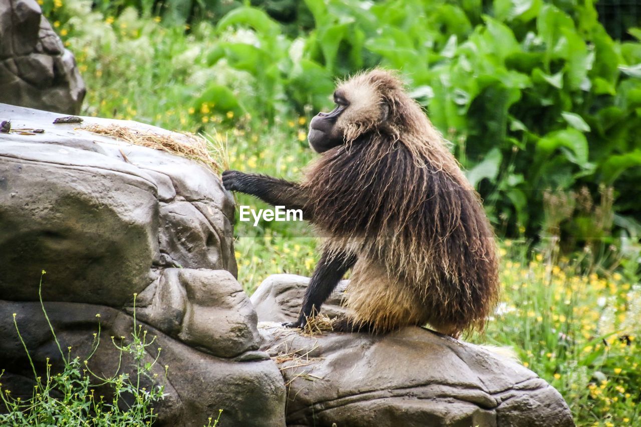 LION SITTING ON ROCK AGAINST TREES