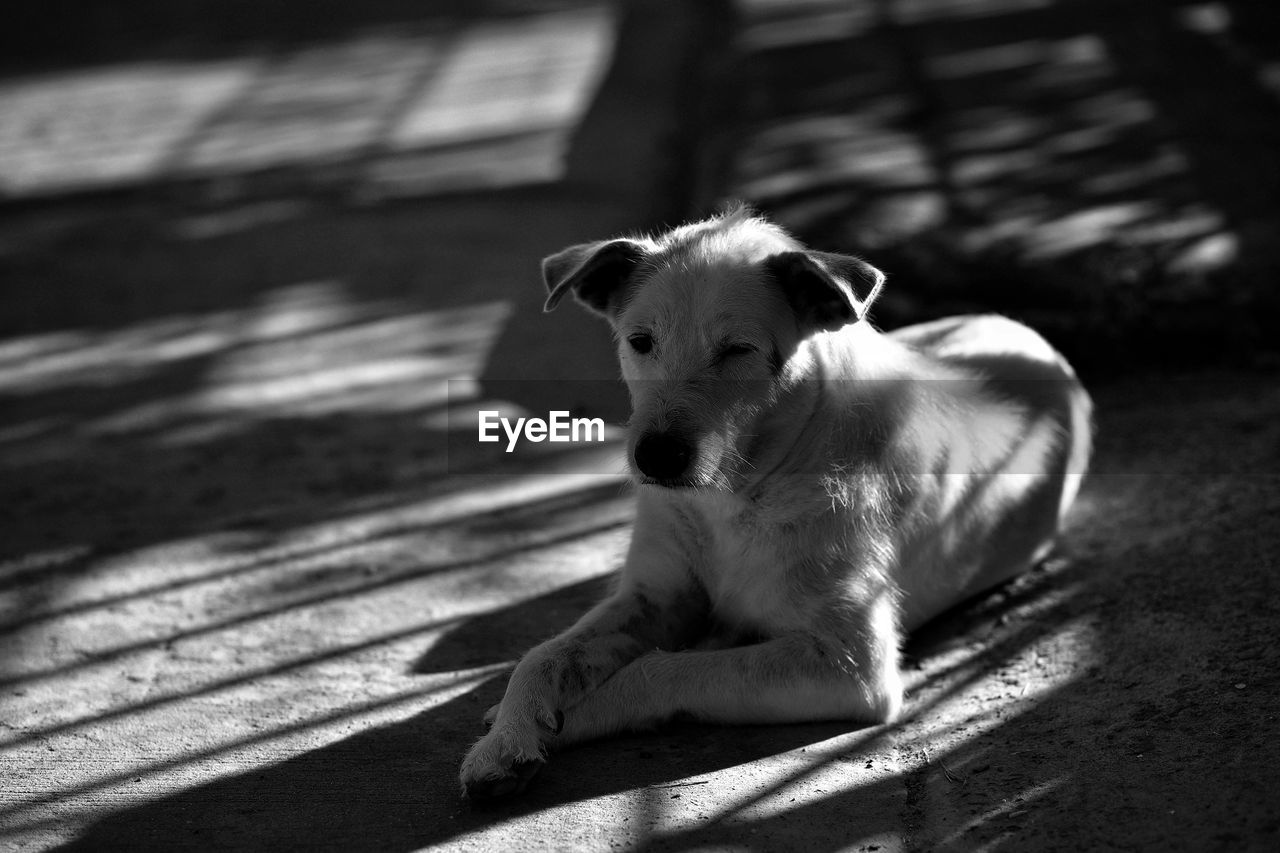 PORTRAIT OF DOG SITTING OUTDOORS