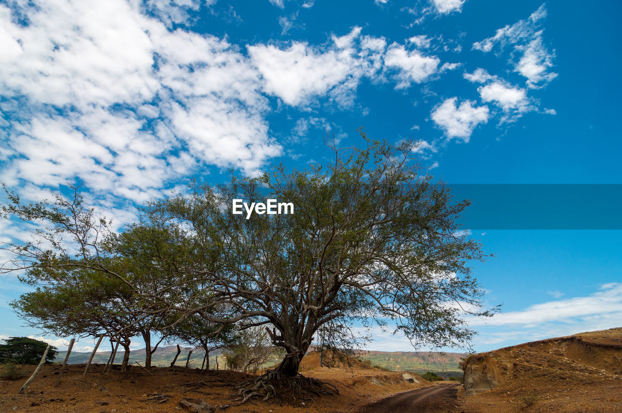 Tree by dirt road against blue sky at desert