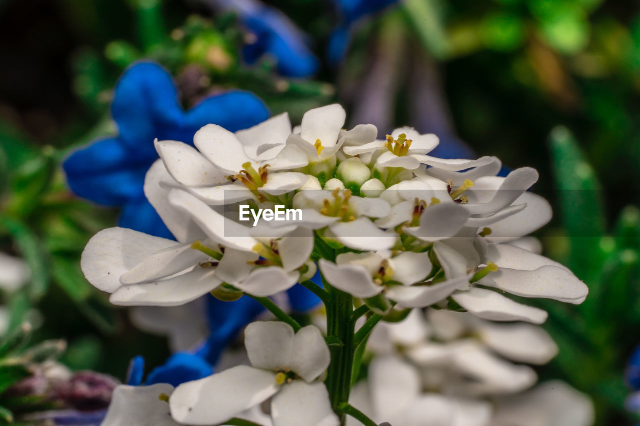 Close-up of white flowering plant