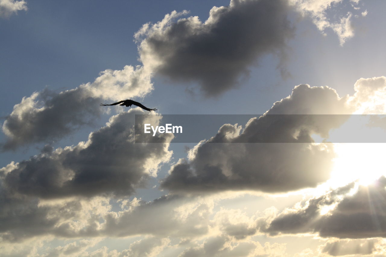 LOW ANGLE VIEW OF BIRD FLYING AGAINST SKY