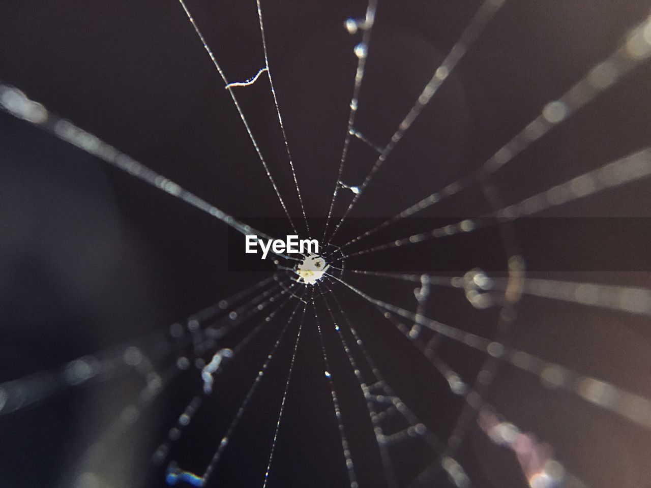 CLOSE-UP OF SPIDER WEB IN BLURRED BACKGROUND