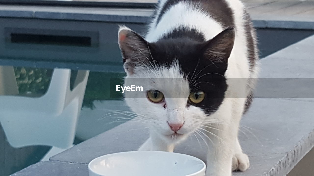 CLOSE-UP PORTRAIT OF A CAT DRINKING FROM A OPEN