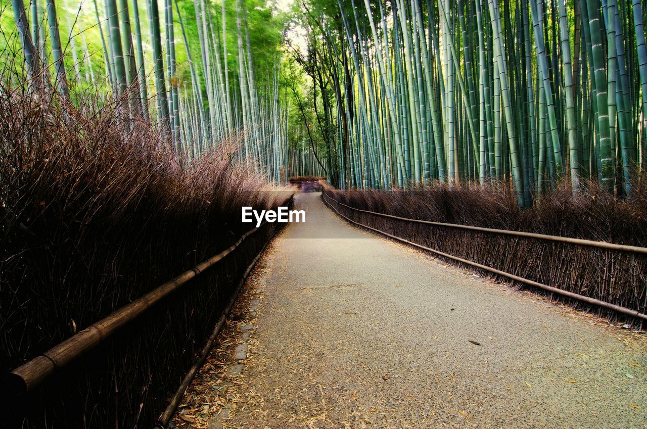 Footpath amidst bamboo groves in forest