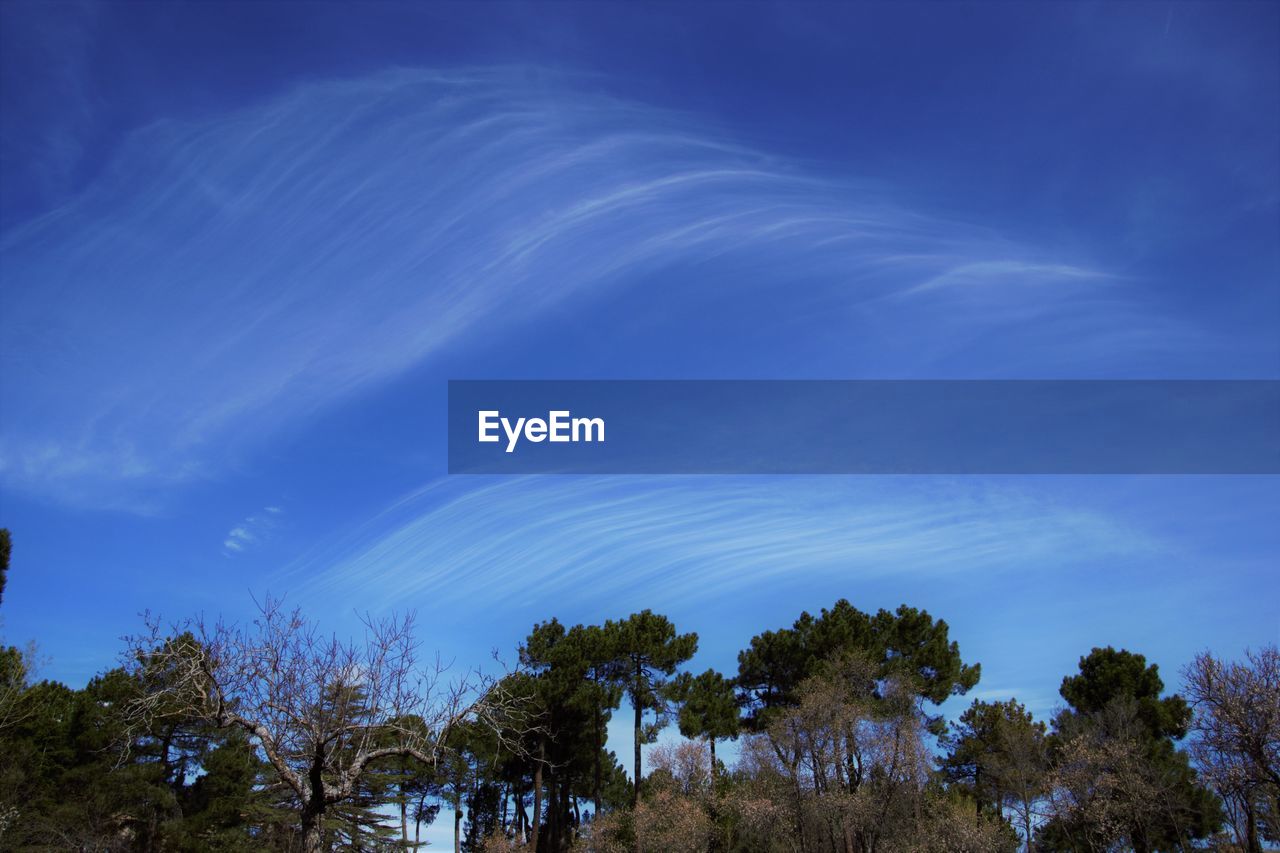 Low angle view of trees against sky