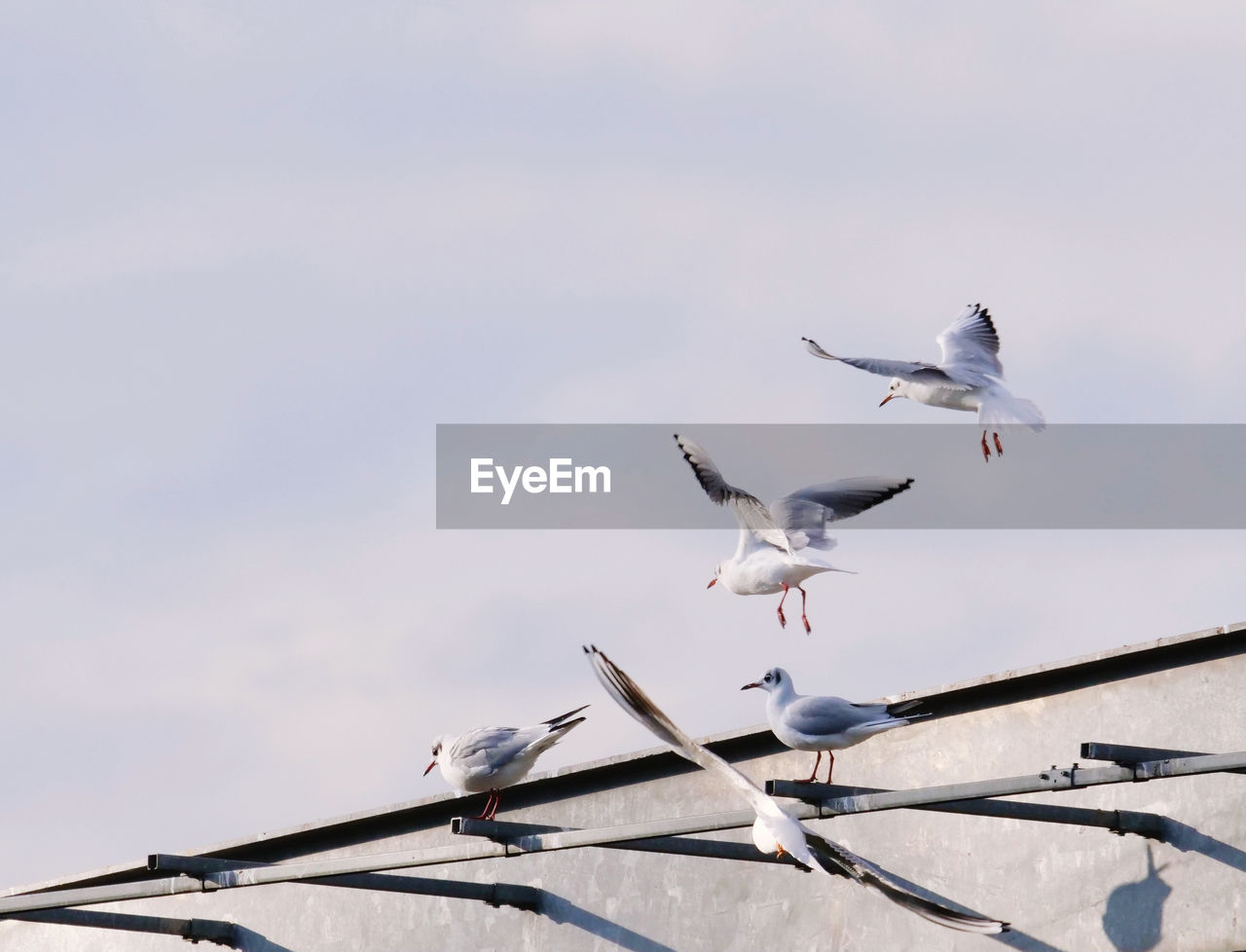 Low angle view of seagulls flying