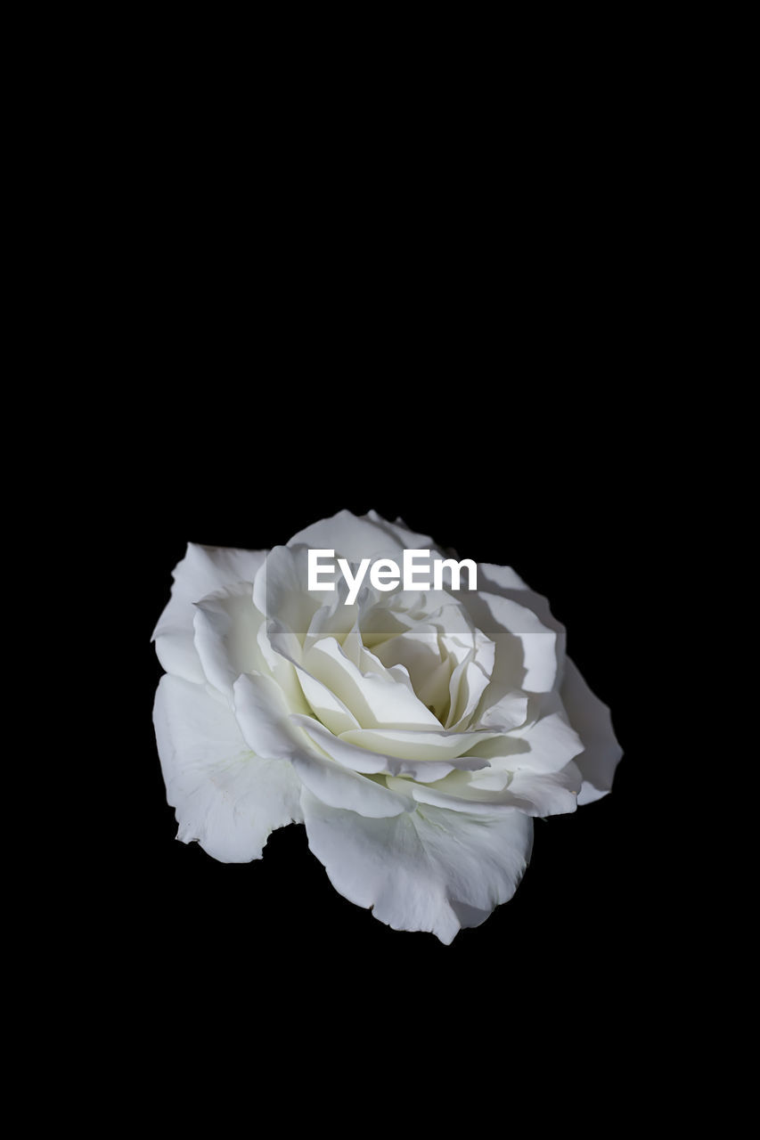 Close-up of white rose against black background