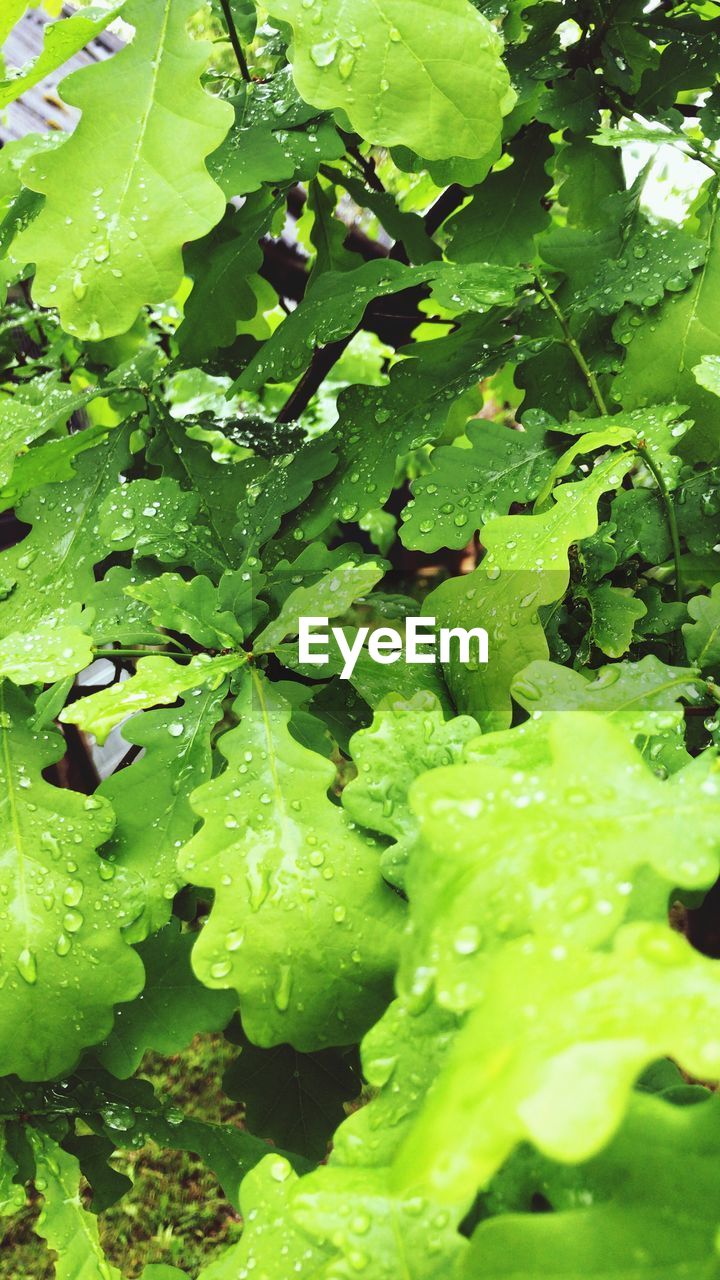 HIGH ANGLE VIEW OF RAINDROPS ON PLANT LEAVES