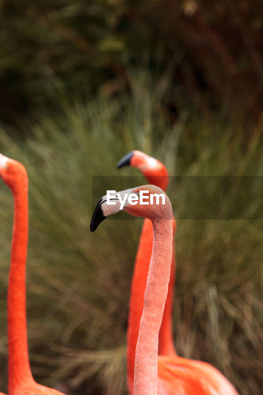 Close-up of bird against blurred background