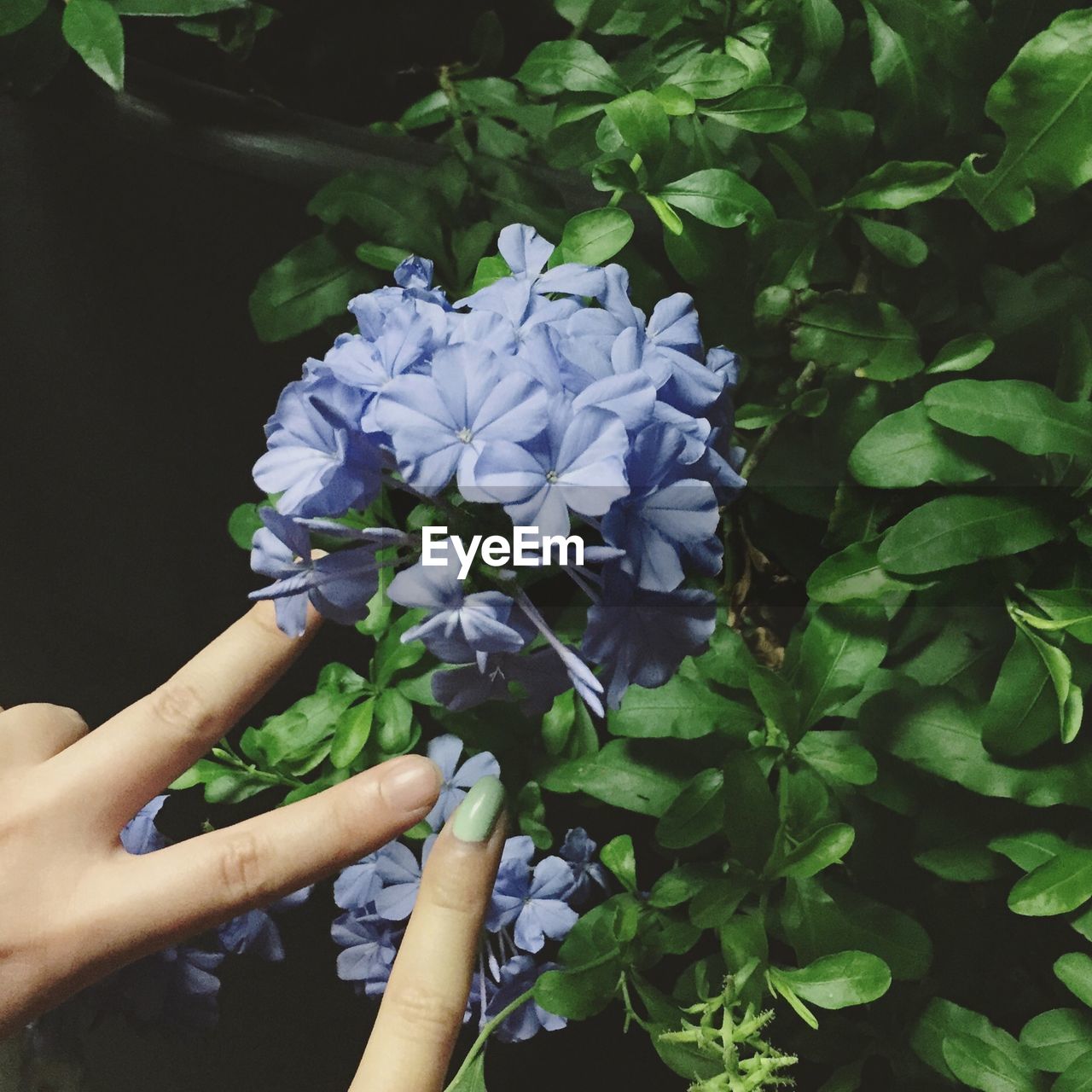 CROPPED IMAGE OF WOMAN HOLDING PLANT