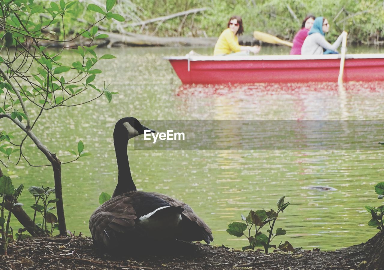 VIEW OF BIRDS IN LAKE