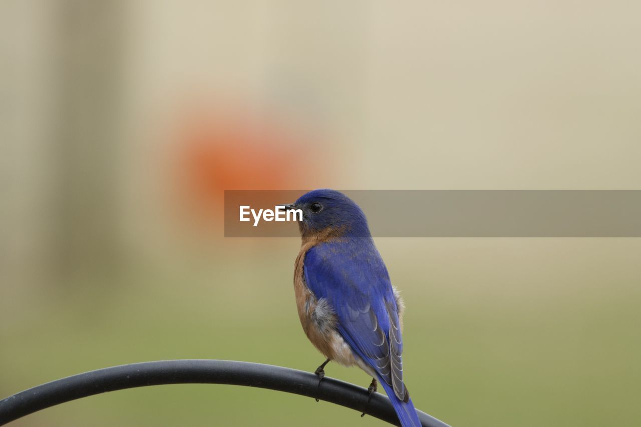 CLOSE-UP OF BIRD PERCHING ON A WALL