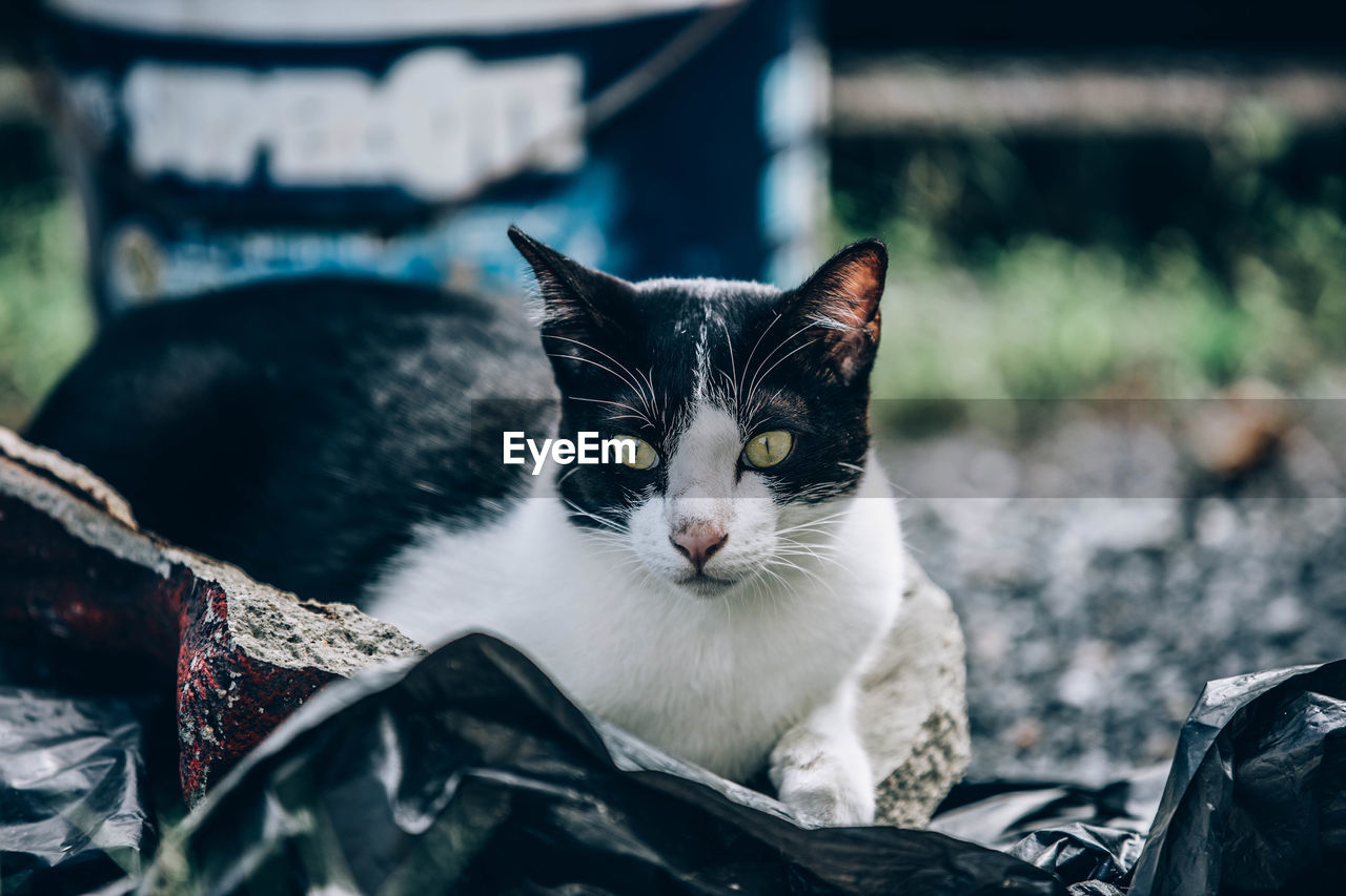 CLOSE-UP PORTRAIT OF A CAT WITH EYES