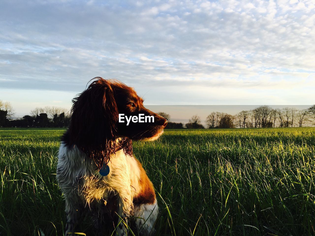 English cocker spaniel sitting on grassy field against sky during sunset