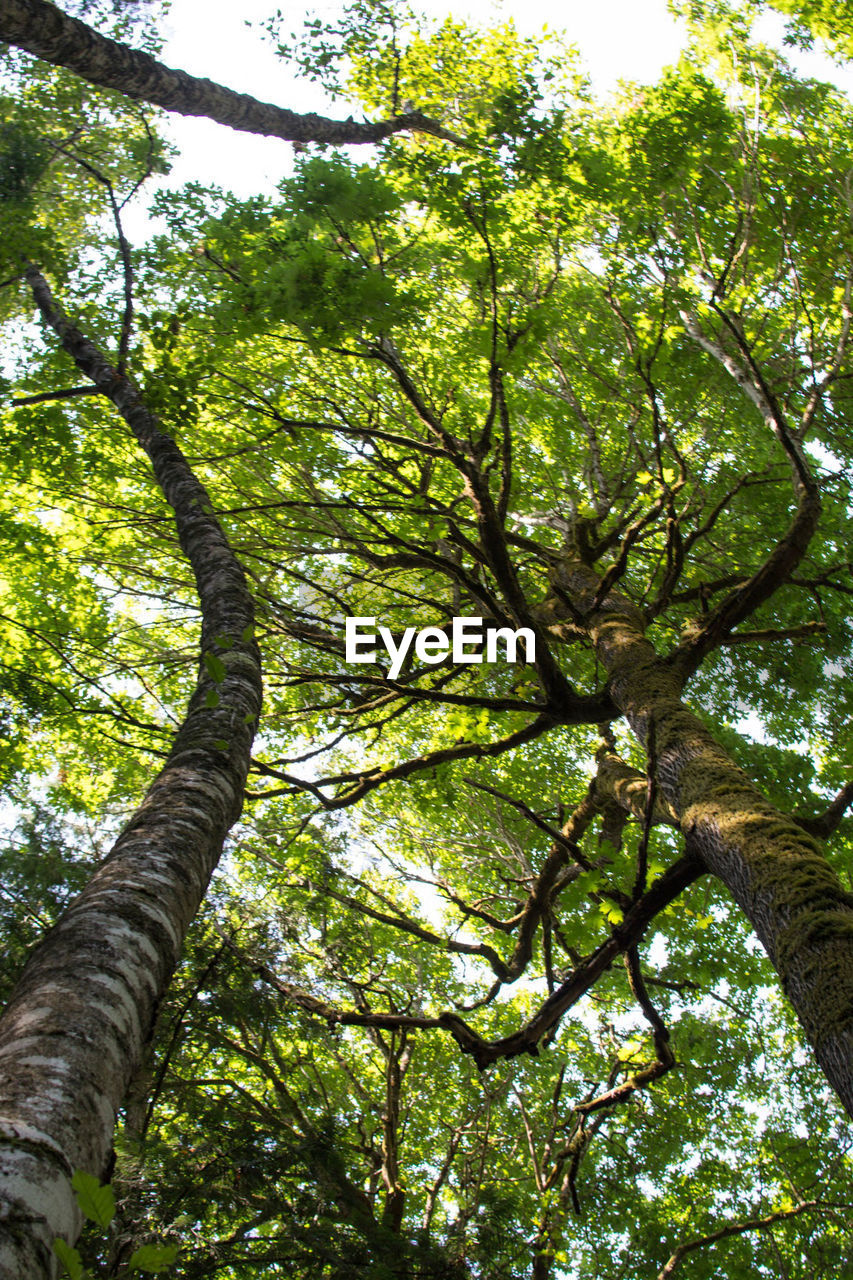 LOW ANGLE VIEW OF TREE AGAINST SKY