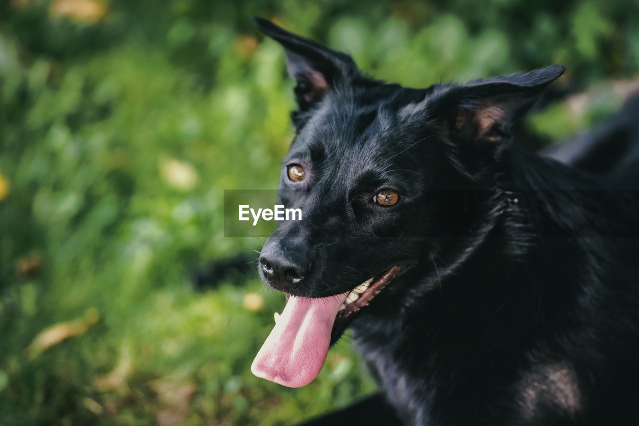 Close-up of black dog looking at camera
