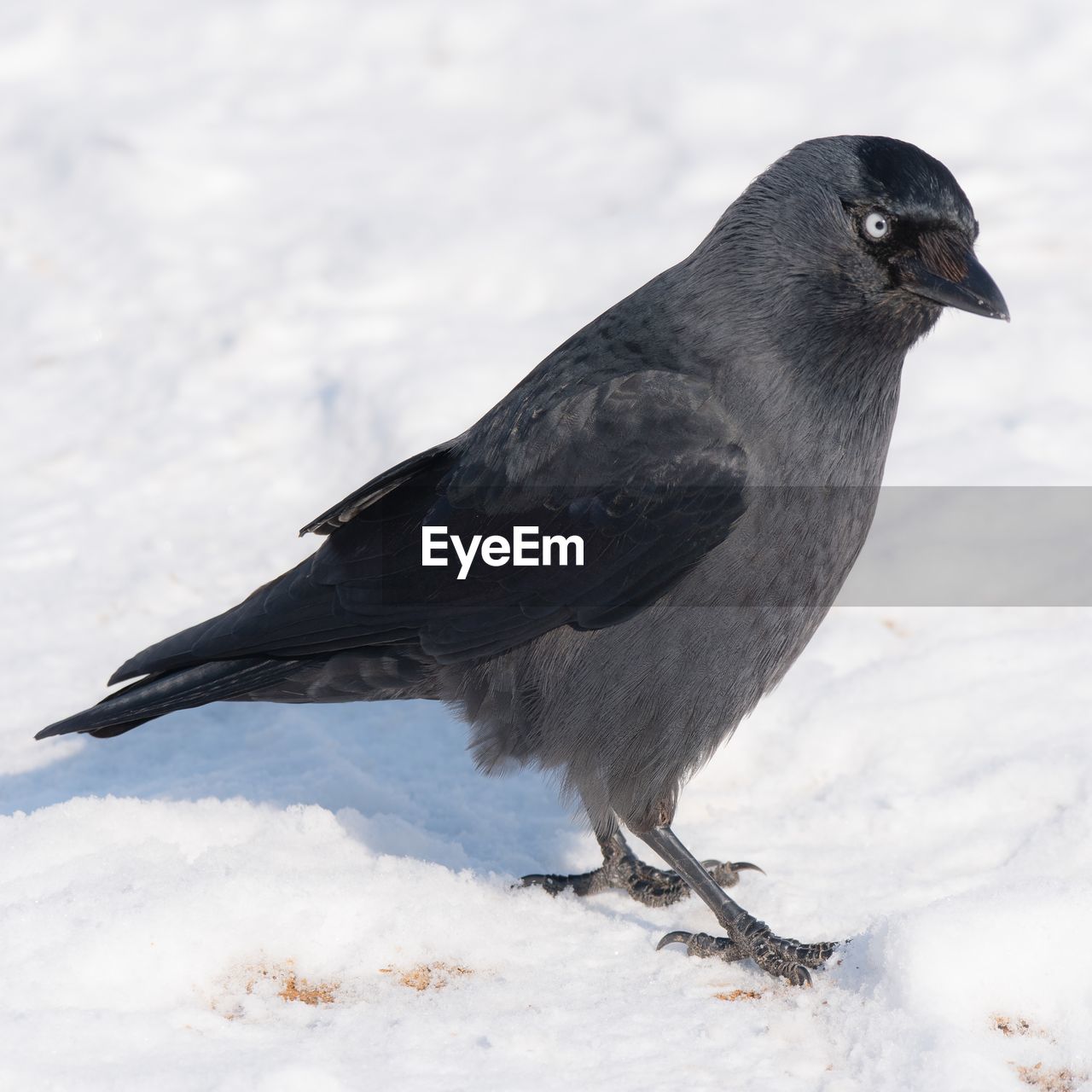 BIRD PERCHING ON SNOW