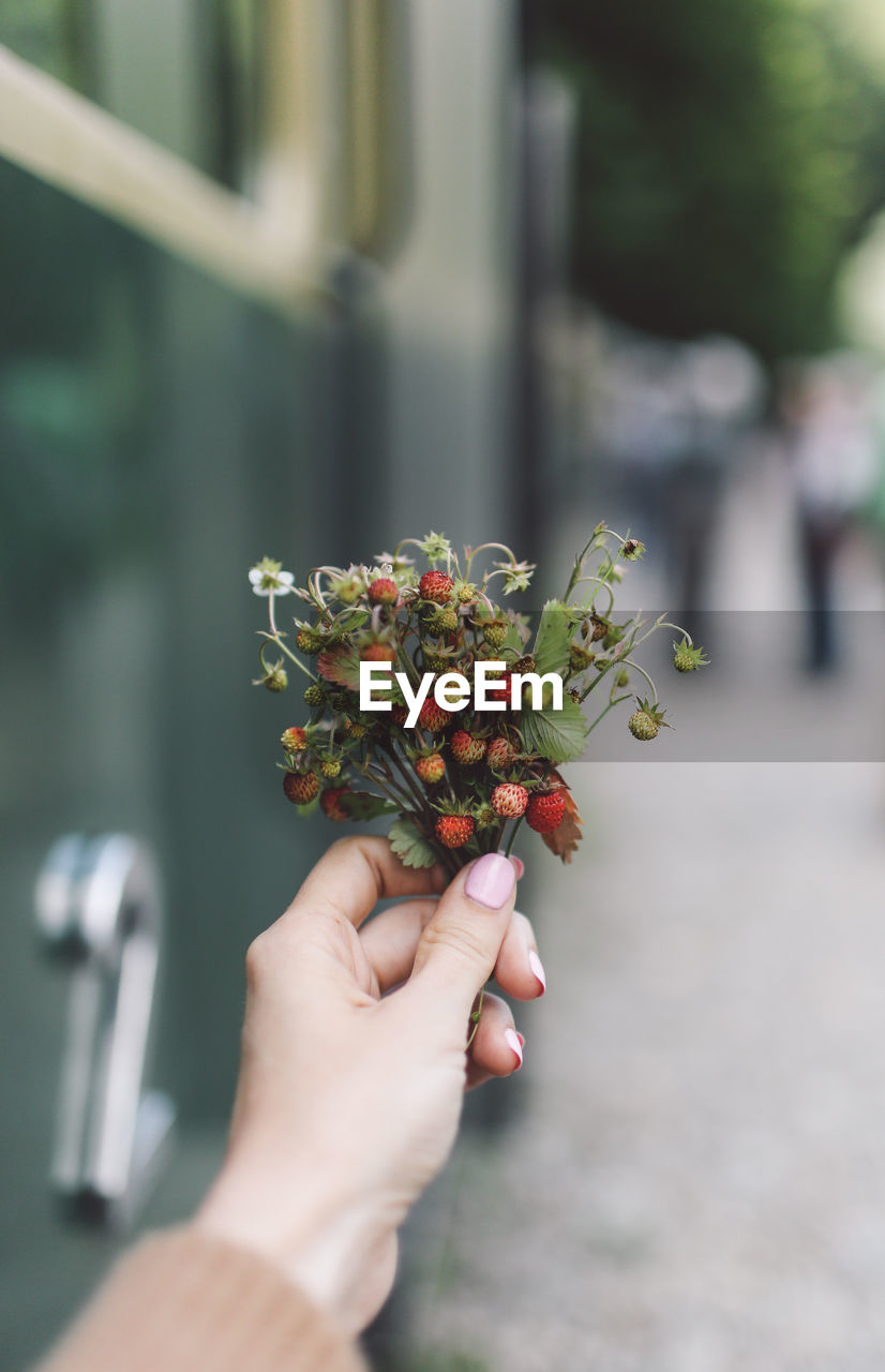 Cropped image of woman holding strawberry plant
